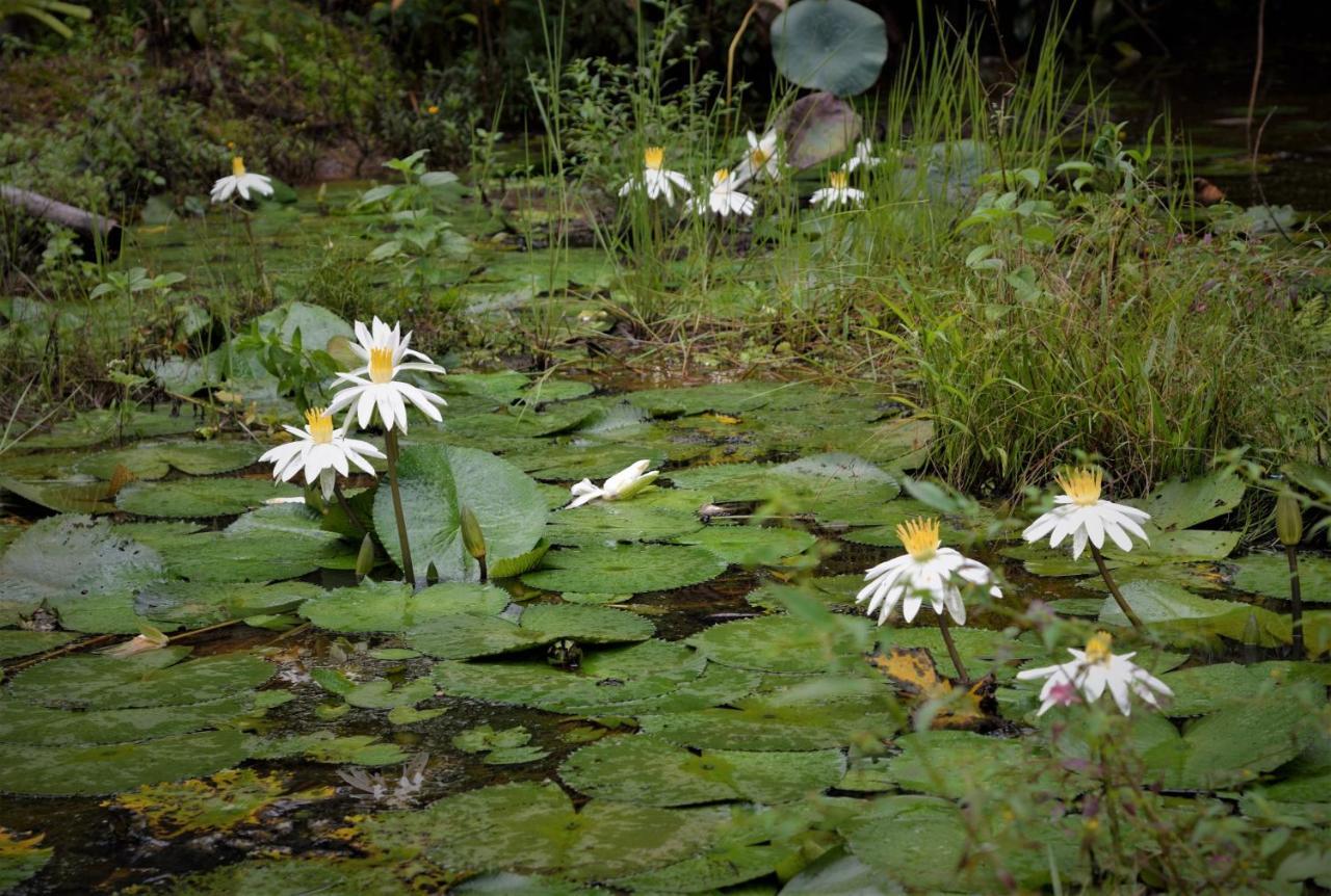 Mena Creek Flower House Екстер'єр фото
